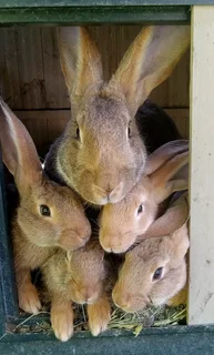 Quality Flemish Giant&#39;s Rabbits For Sale