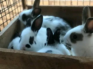 A Variety Of Baby Bunnies For Sale
