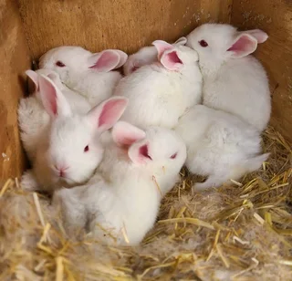 A Variety Of Baby Bunnies For Sale
