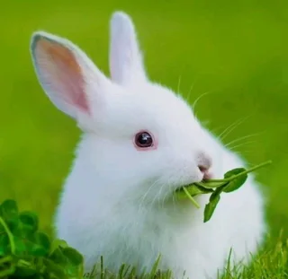 A Variety Of Baby Bunnies For Sale