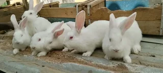 Newzealand White Rabbits For Sale