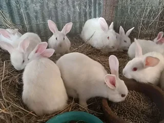 Meat Rabbits Breeding Stock Available
