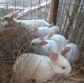 Meat Rabbits Breeding Stock Available