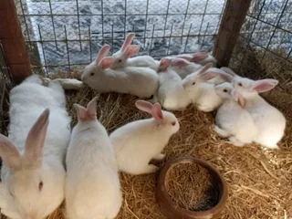 Meat Rabbits Breeding Stock Available
