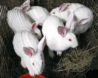 Meat Rabbits Breeding Stock Available
