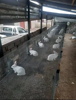 Meat Rabbits Breeding Stock Available