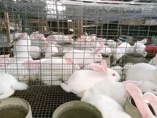 Quality Meat Rabbits Breeding Stock Available