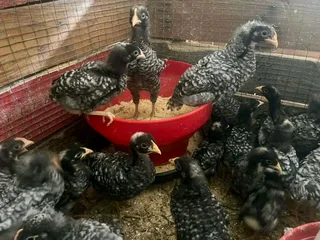 Potchefstroom Koekoeks Chicks For Sale