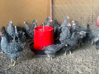 Potchefstroom Koekoeks Chicks For Sale