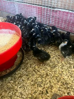 Potchefstroom Koekoeks Chicks For Sale