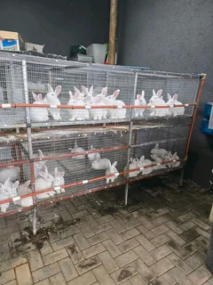 Newzealand White Rabbits For Sale