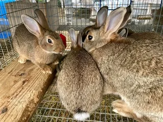 Flemish Giants Rabbits For Sale