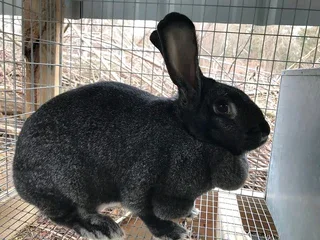 SA Phendula Meat Rabbits Breeding Stock Available