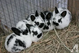 Cute Baby Bunnies For Sale