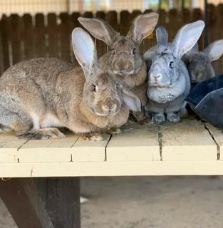 Quality Flemish Giant's Rabbits For Sale