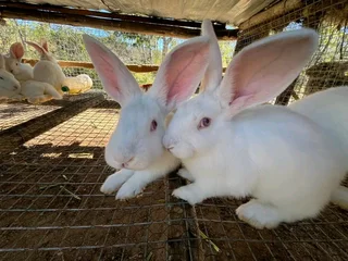 Newzealand White Rabbits For Sale