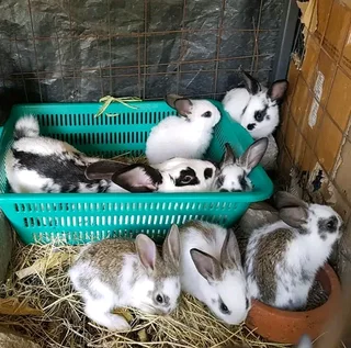 A Variety Of Backyard Pet's For Sale