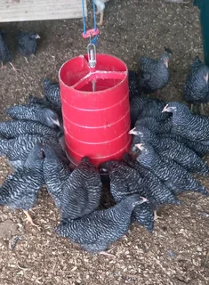 Potch Koekoeks Chicks For Sale