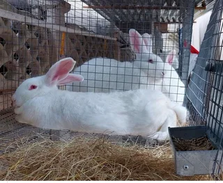 Meat Rabbits Breeding Stock Available