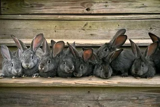 Cute Baby Bunnies For Sale