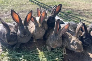 Backyard Pet's For Sale