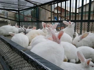 Meat Rabbits Breeding Stock For Sale