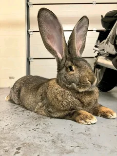 Flemish Giants Rabbits For Sale