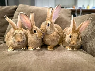 FLEMISH GIANT&#39;S RABBITS FOR SALE