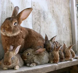 FLEMISH GIANT&#39;S RABBITS FOR SALE