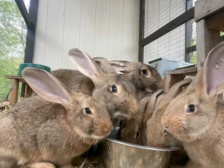 FLEMISH GIANT&#39;S RABBITS FOR SALE