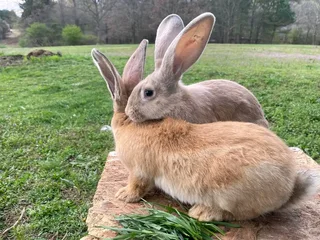 Flemish Giants Bunnies For Sale