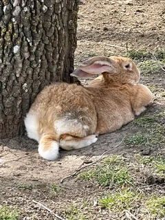 Flemish Giants Bunnies For Sale