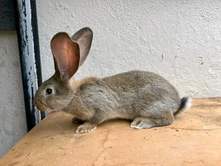 Flemish Giants Bunnies For Sale