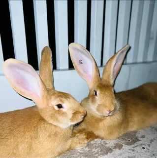 Flemish Giants Rabbits For Sale