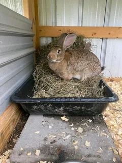 Flemish Giants Rabbits For Sale