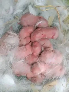 Newzealand White Rabbits For Sale