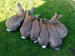 Flemish Giant&#39;s Baby Rabbits For Sale