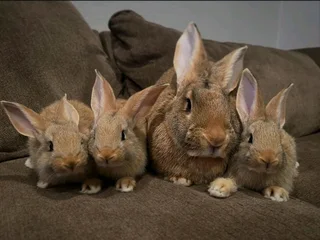 FLEMISH GIANT&#39;S BABY RABBITS FOR SALE