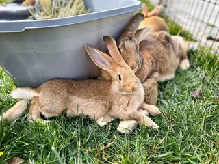 FLEMISH GIANT&#39;S BABY RABBITS FOR SALE