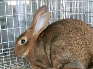 Flemish Giants Rabbits For Sale
