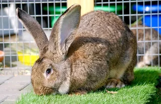Flemish Giants Rabbits For Sale