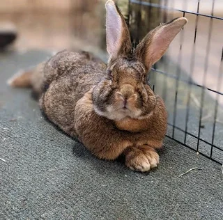 Flemish Giants Rabbits For Sale