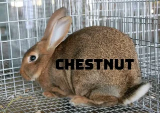 Flemish Giants Rabbits For Sale