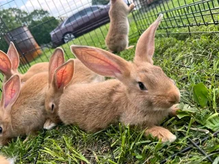 Flemish Giants Rabbits For Sale