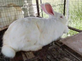 Meat Rabbits Breeding Stock Available