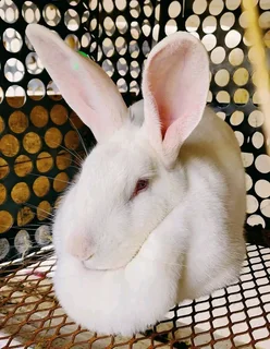 Meat Rabbits Breeding Stock Available