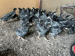 Potchefstroom Koekoeks Chicks For Sale