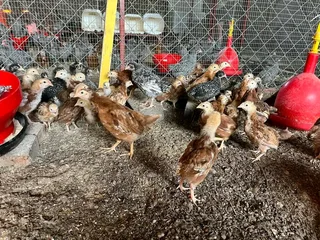 Potchefstroom Koekoeks Chicks For Sale