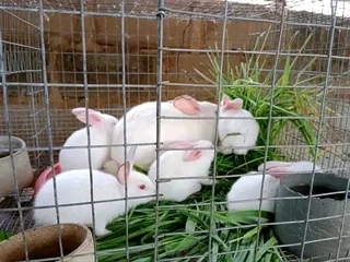 Newzealand White Rabbits For Sale