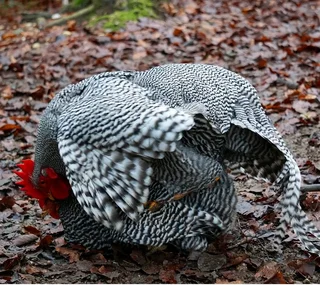 Potchefstroom Koekoeks Chicks For Sale